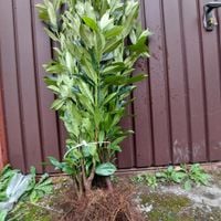 Laurowiśnia Caucasica sadzonki na żywopłot 40-60cm 3-krotnię cięte 10 sztuk