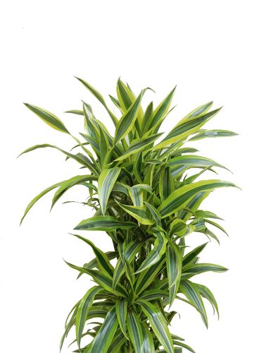DRACENA LEMON LIME 140cm na Arena.pl