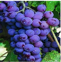 WINOGRON fioletowo różowy szczepiony - sadzonki 60 / 80 cm