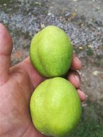 ORZECH WŁOSKI JACEK duże orzechy - sadzonki 70 / 100 cm