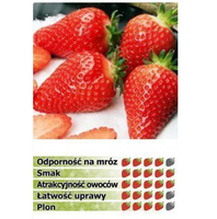 BARDZO DUŻA TRUSKAWKA odmiana DARSELECT, 10 szt. sadzonek ukorzenionych