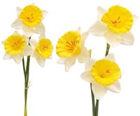 ŻONKIL NARCYZ BUKIET SZTUCZNE KWIATY BIAŁY ŻÓŁTY 38cm WIĄZKA