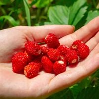 Poziomka RUGIA Owocuje do października Bezrozłogowa Sadzonki P9