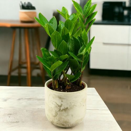 Zamioculcas Zamiokulkas zamiifolia ROŚNIE WSZĘDZIE W ZIMOWYM OPAKOWANIU na Arena.pl