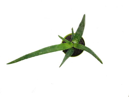 Aloes ALOE VERA 30cm na Arena.pl