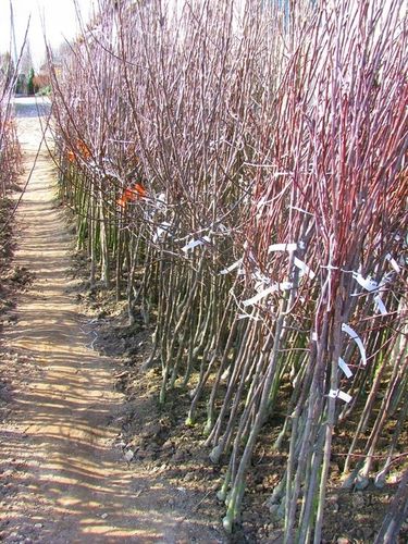 Brzoskwinia INKA największe owoce SAMOPYLNA słodka Sadzonka / Sadzonki na Arena.pl