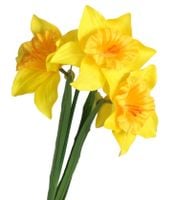 ŻONKILE ŻONKIL SZTUCZNE KWIATY GAŁĄZKA ROŚLINA 3 GŁÓWKI