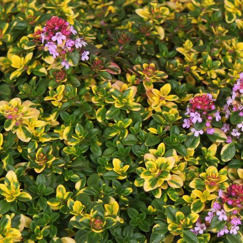 Macierzanka cytrynowa 'Sambesi' (Thymus x citriodorus) na Arena.pl