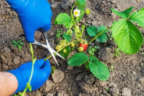 sum28 multiroots ukorzeniacz 100ml sumin na Arena.pl