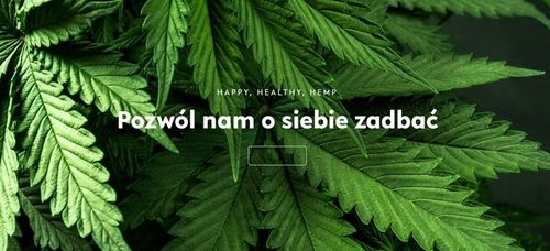 CBD 6% OLEJEK KONOPNY DLA PSÓW PSA KOTÓW KOTA 30ml FULL SPECTRUM CERTYFIKAT na Arena.pl
