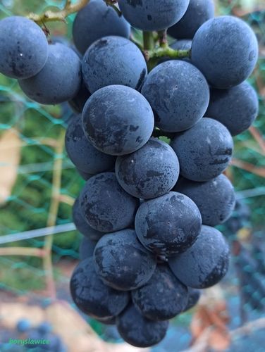 Winorośl 'Fredonia' (Vitis) w doniczkach P9, wysokość 50-70 cm na Arena.pl