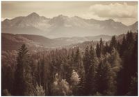 Fototapeta Winylowa Do Sypialni Salonu Las 300x210