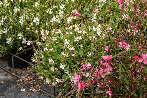 Gaura Lindheimera Snowstorm - Gaura lindheimeri na Arena.pl