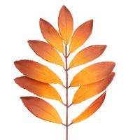 Liść laurowy pomarańczowo brązowy 12 szt
