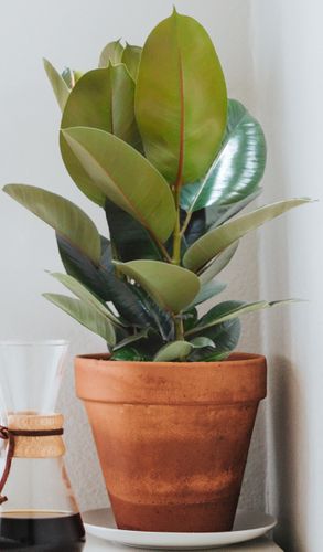 FIKUS ELASTIKA ROBUSTA 90cm na Arena.pl