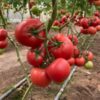 POMIDOR MALINOWY ANTELAISI - sadzonki pomidorów