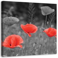 OBRAZ NA PŁÓTNIE Maki Polne Natura Kwait