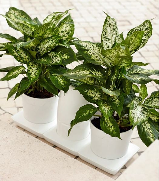 Ogródek domowy Minigarden Basic M +Pots - biały zdjęcie 4