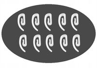 Agrafka francuska uszka DO SYSTEMU WAVE komplet 10 szt. POLSKI PRODUCENT