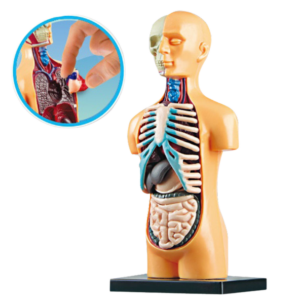 DLA DZIECI ANATOMICZNY MODEL EDUKACYJNY zdjęcie 6