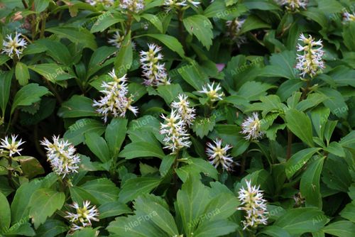 Runianka japońska 'Green Carpet' (Pachysandra terminalis) Doniczka 1.0L na Arena.pl