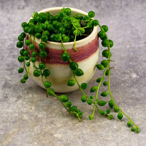 SENECIO rowleyanus STARZEC ROWLEYA D6cm ZIELONE KORALIKI NA SZNURECZKU na Arena.pl