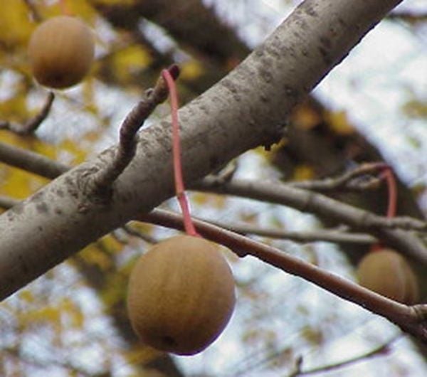 DAWIDIA CHIŃSKA Davidia involucrata - NASIONA 2 sztuki - 10g. zdjęcie 2