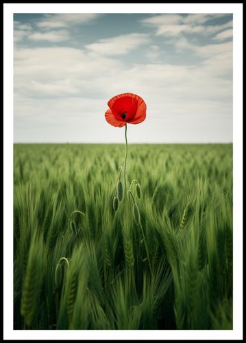 Plakat 68x98cm Samotny Mak na Polu na Arena.pl