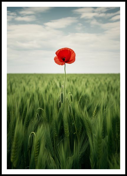 Plakat 68x98cm Samotny Mak na Polu zdjęcie 3