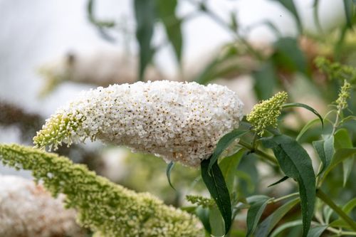 Budleja Dawida 'White Profusion' Biała (Buddleja davidii) Doniczka 5.0L na Arena.pl