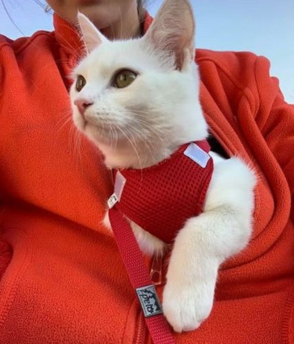 Pelo Szelki -Pelki bezuciskowe oddychające 36w R.2 na Arena.pl