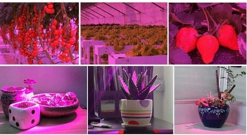 ŻARÓWKA DO WZROSTU ROŚLIN E27 150 LED 100W 11250lm na Arena.pl