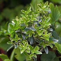 Trzmielina japońska 'Microphyllus Albovariegatus' (Euonymus japonicus) 1.0L