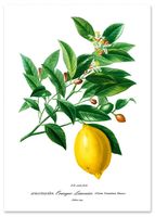 Plakat cyfrowy do wydruku cytryna