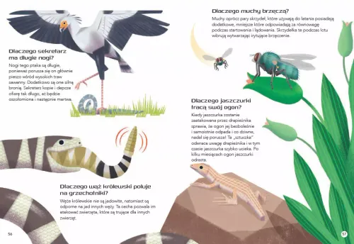 200 Ciekawostek. Zwierzęta Świata na Arena.pl