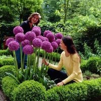 CZOSNEK OLBRZYMI GLADIATOR Allium Giganteum