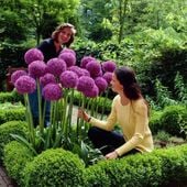 CZOSNEK OLBRZYMI GLADIATOR Allium Giganteum