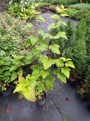 Pęcherznica kalinolistna Luteus żywopłot szpaler na Arena.pl