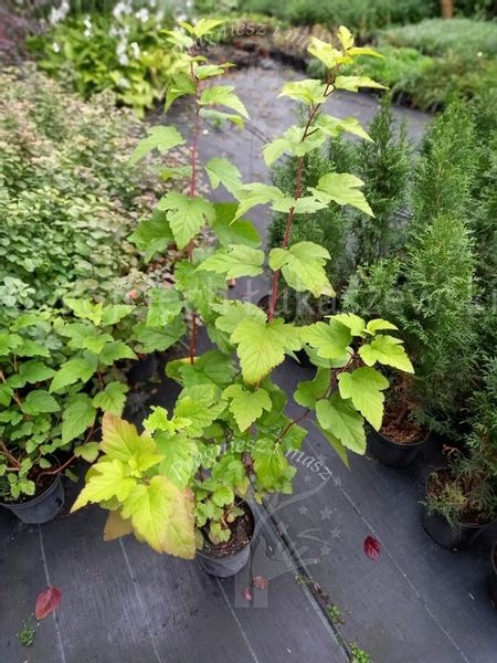 Pęcherznica kalinolistna Luteus żywopłot szpaler zdjęcie 3