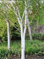Brzoza pożyteczna Jacquemonta 'Doorenbos' (Betula) w C2, 100-120 cm