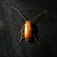 Karaczany tureckie - wylęg (3-5mm) - 500szt