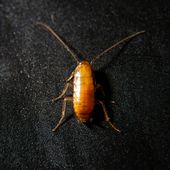 Karaczany tureckie - wylęg (3-5mm) - 500szt