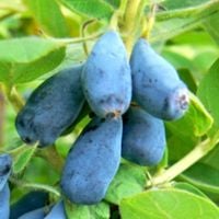 Zestaw 2x Wojtek 1x Zojka jagody kamczackie bestseller