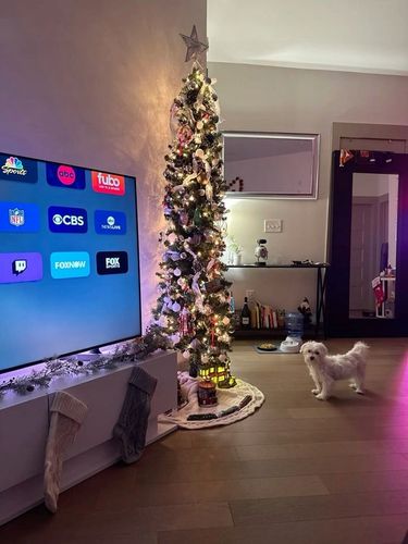 Choinki Marzeń CHOINKA SLIM ŚWIERK TATRZAŃSKI *PREMIUM* 100cm + GRATIS na Arena.pl