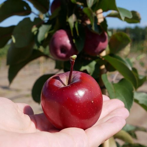 SADZONKI DRZEWKA OWOCOWE JABŁOŃ MALINOWA OBERLANDZKA MALINÓWKA STARA na Arena.pl