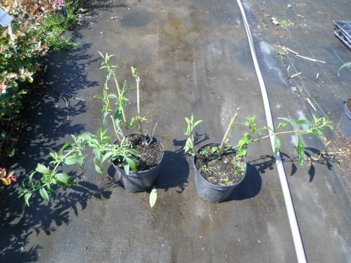 Budleja dwukolorowa mix kolorów C2 na Arena.pl