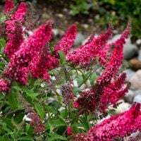 Budleja PRINCE CHARMING Karmazynowo-czerwona Buddleja Motyli krzew C2