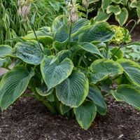 Funkia SHADOWLAND WU LA LA Hosta gigant Do 120cm! Duże sadzonki 2L