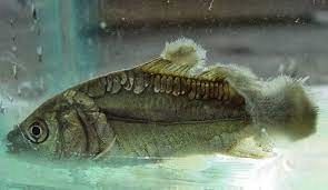 24 KG KREDA DO STAWU I OCZKA WODNEGO staw oczko wodne ryby ryba stawy na Arena.pl