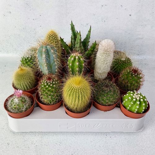 Kaktusy Zestaw Mix 6 Różnych Kaktusów Opuncja Kaktus Prezent Sukulent na Arena.pl